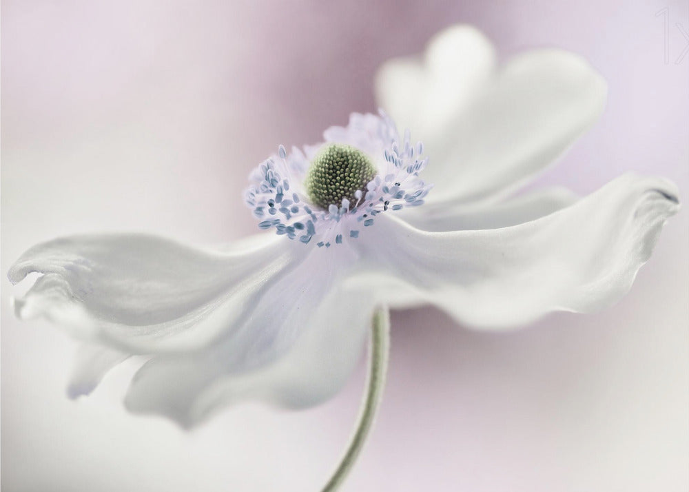 Anemonebrise | Fototapeter