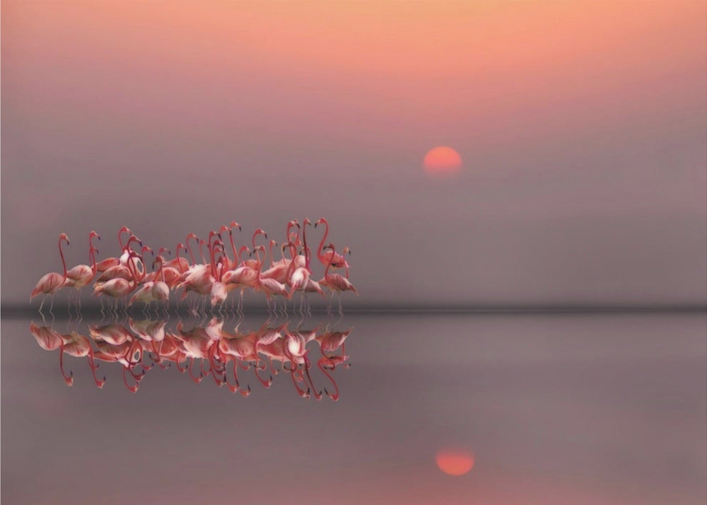 tramonto viola | Poster - Stampe d’Arte