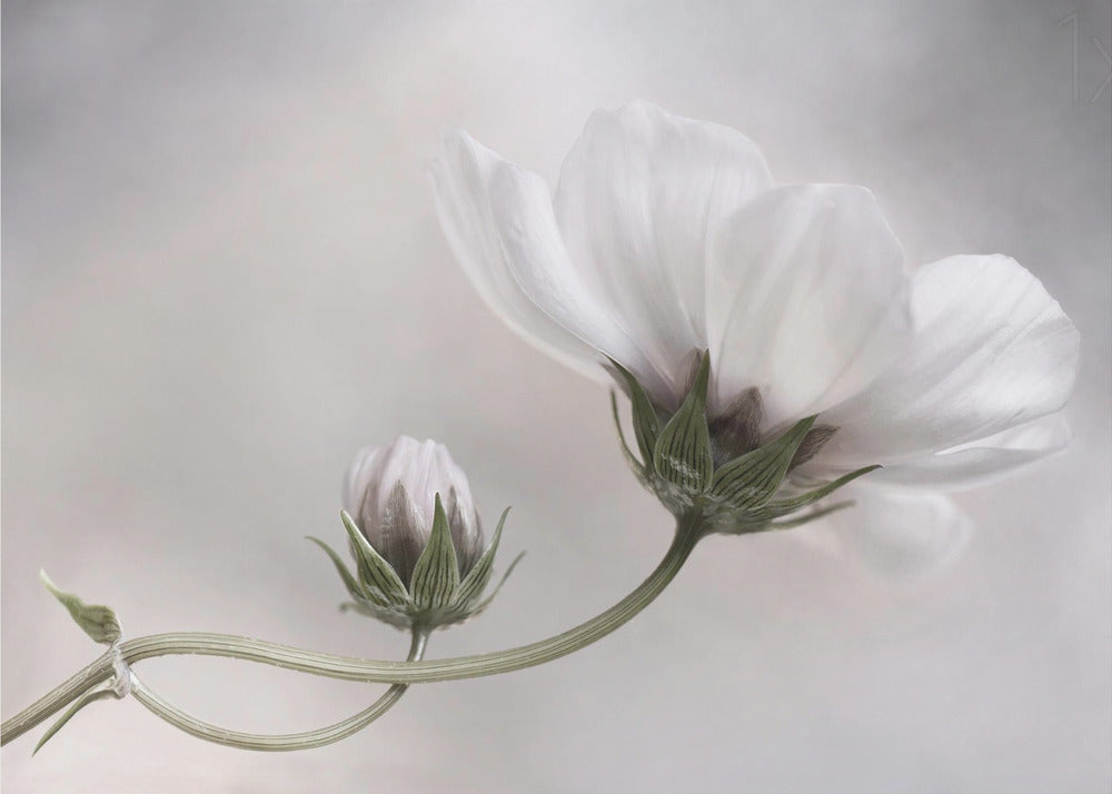 Simplemente Cosmos | Posters - Impresiones de Arte