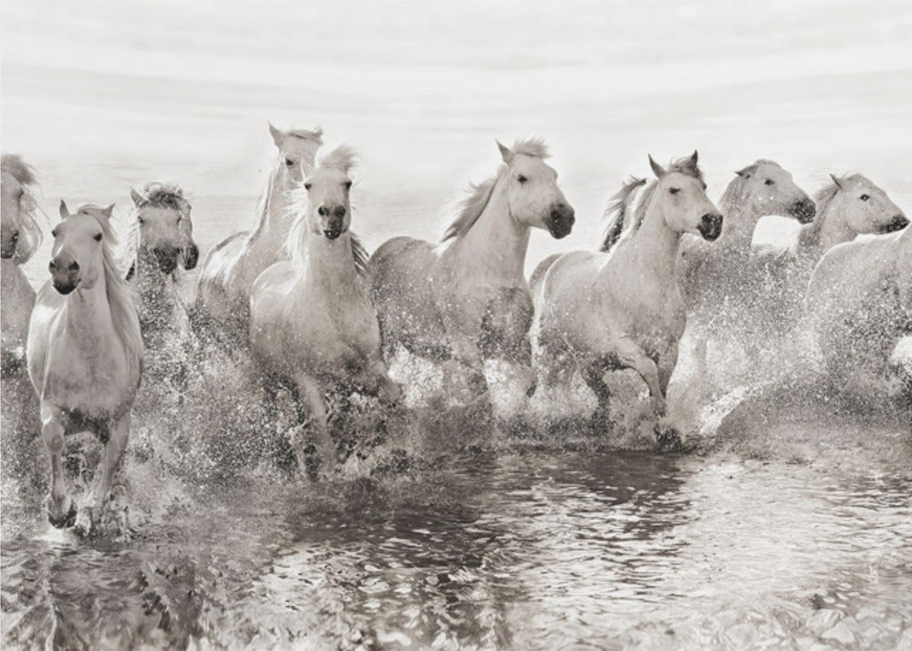 Illusion de puissance (13 chevaux quand même) | Papier Peint Photo