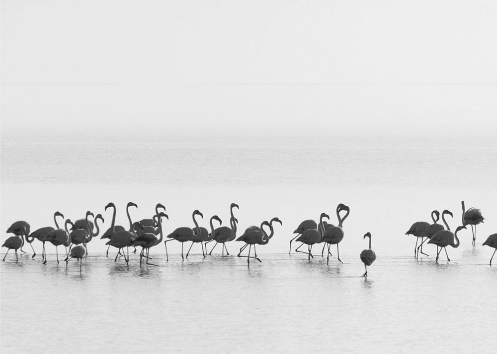 Flamingos | Leinwand-Bilder