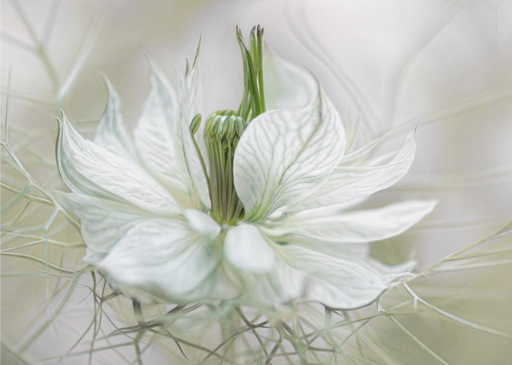 Nigella | Fototapeter