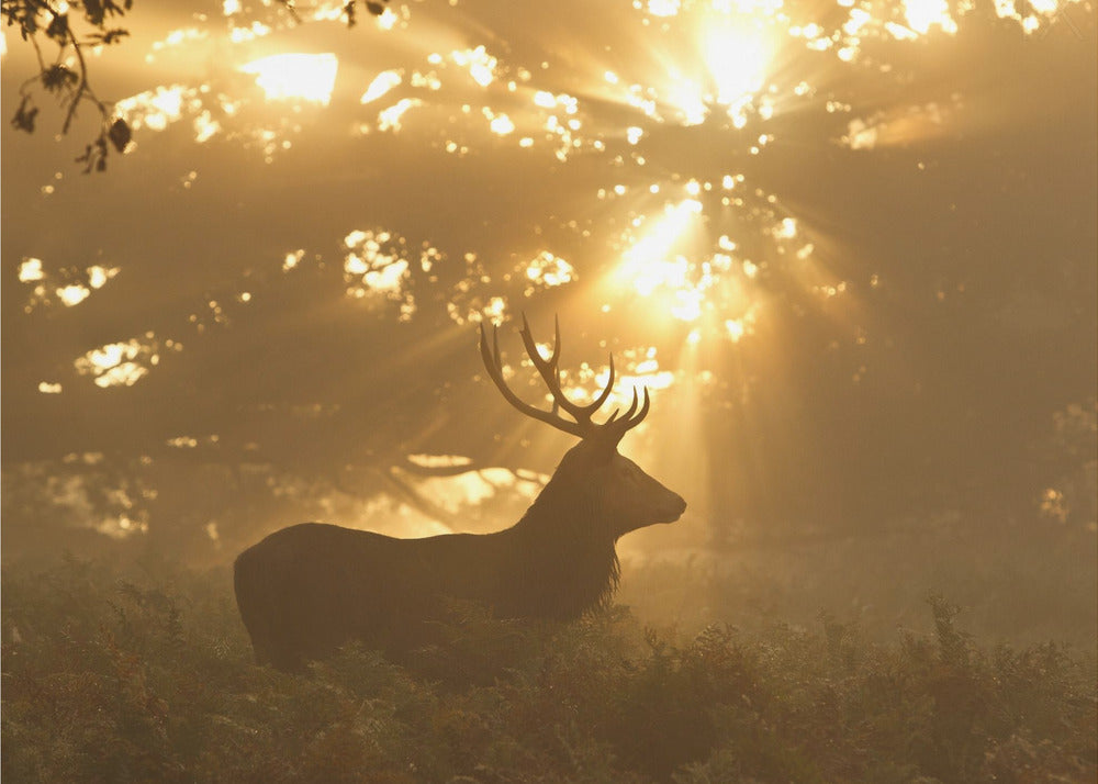 Metsän aave | Valokuvatapetit