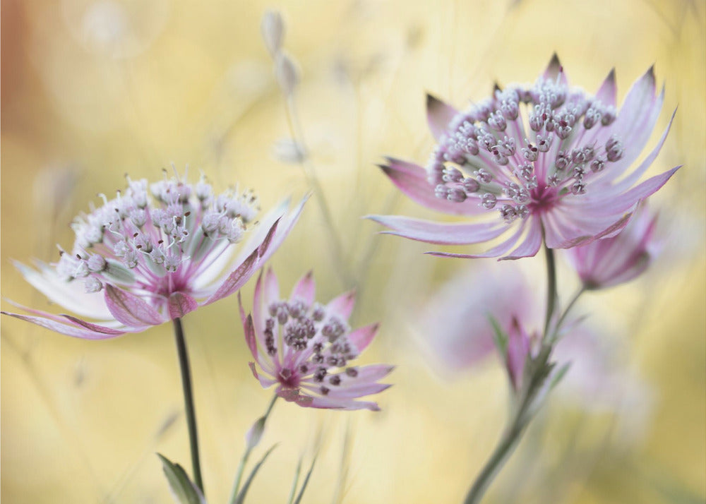 Astrantia Major | Fototapeter