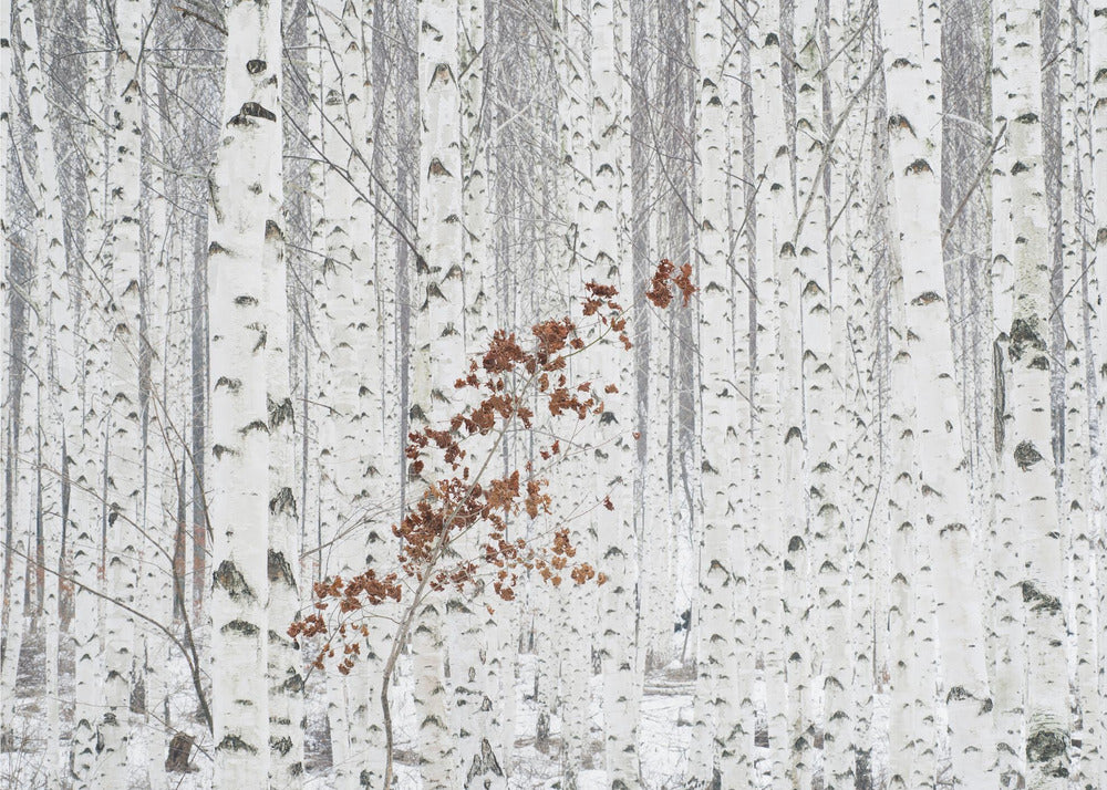 De Blanco | Papel Pintado Fotográfico