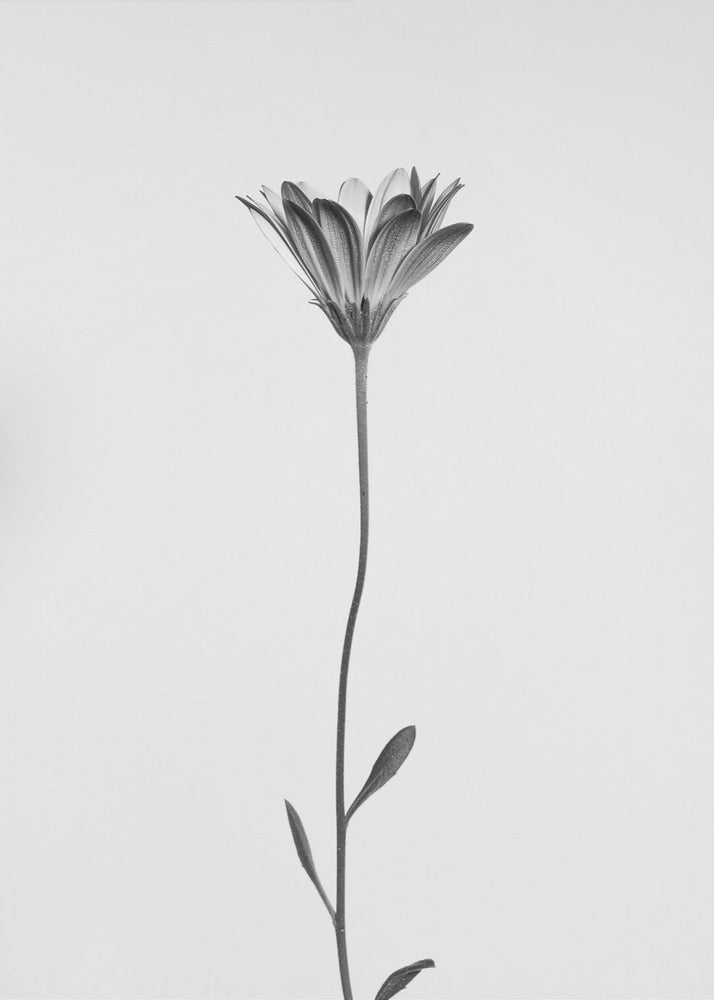 Marguerite | Tableaux sur Toile