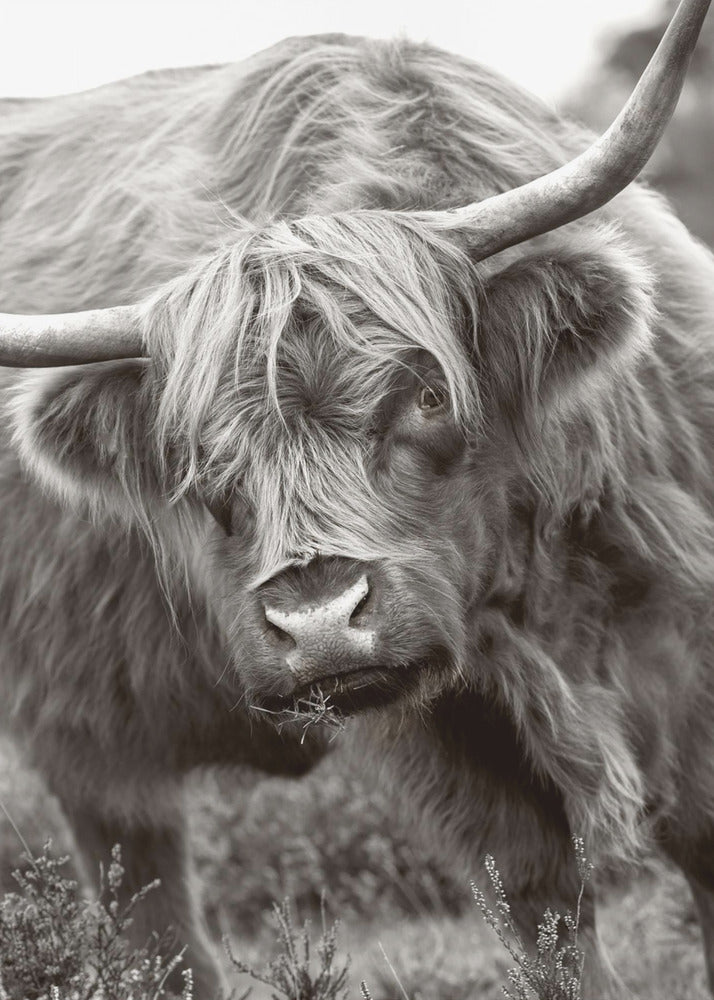Il Toro | Stampe su Tela
