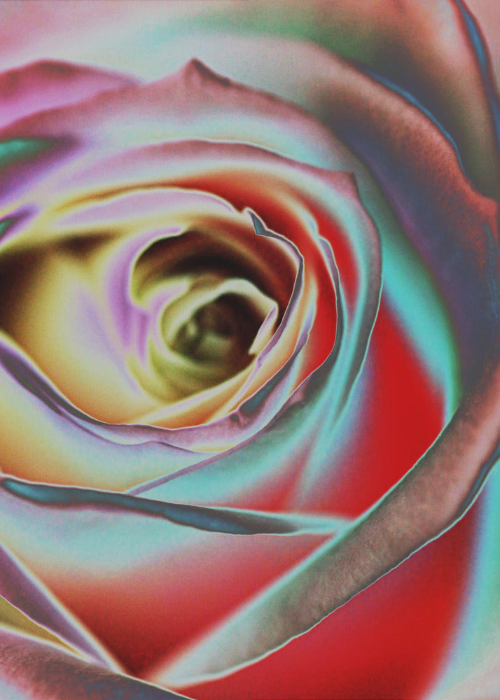 Rose | Lerretsbilder