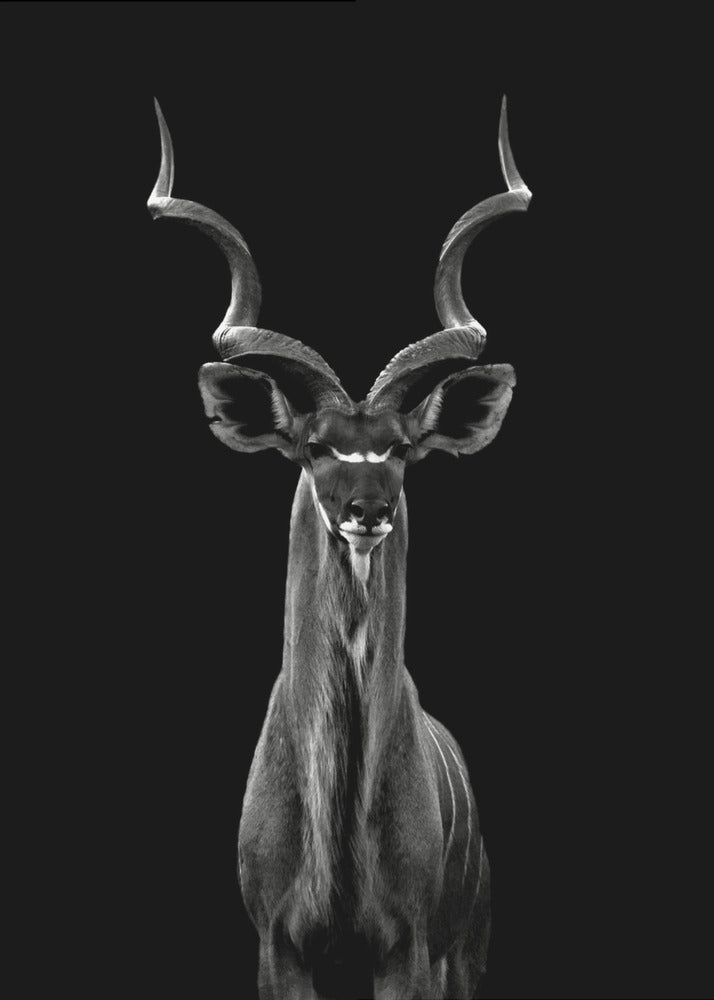 Större kudu | Canvas