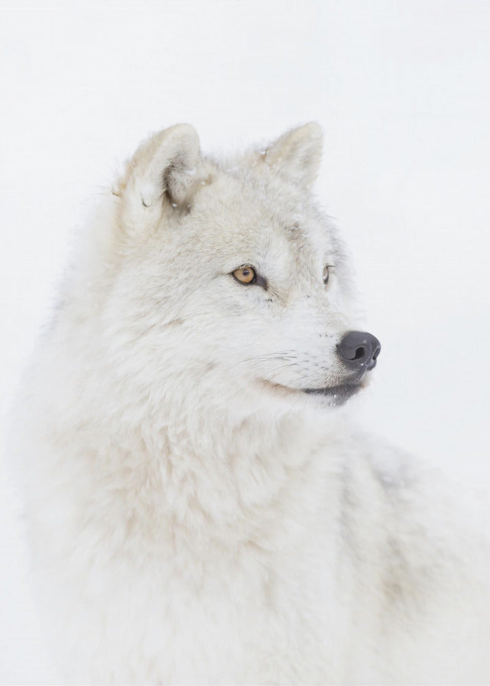 Portret van een poolwolf | Canvasprints