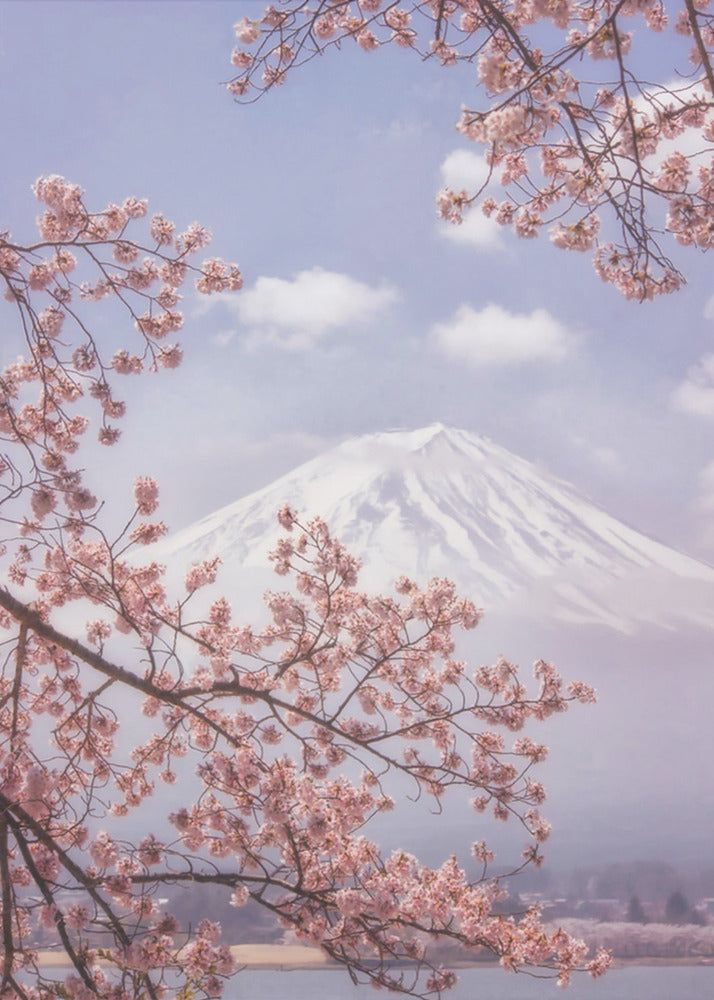 Mt.Fuji in the cherry blossoms | Canvas
