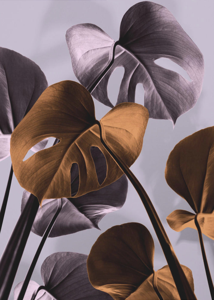 Monstera Viola 01 | Stampe su Tela