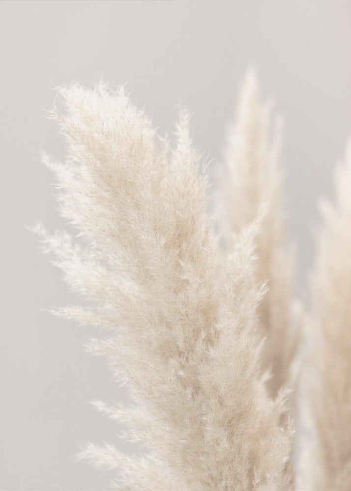 Pampas Grass Grey 03 | Poster