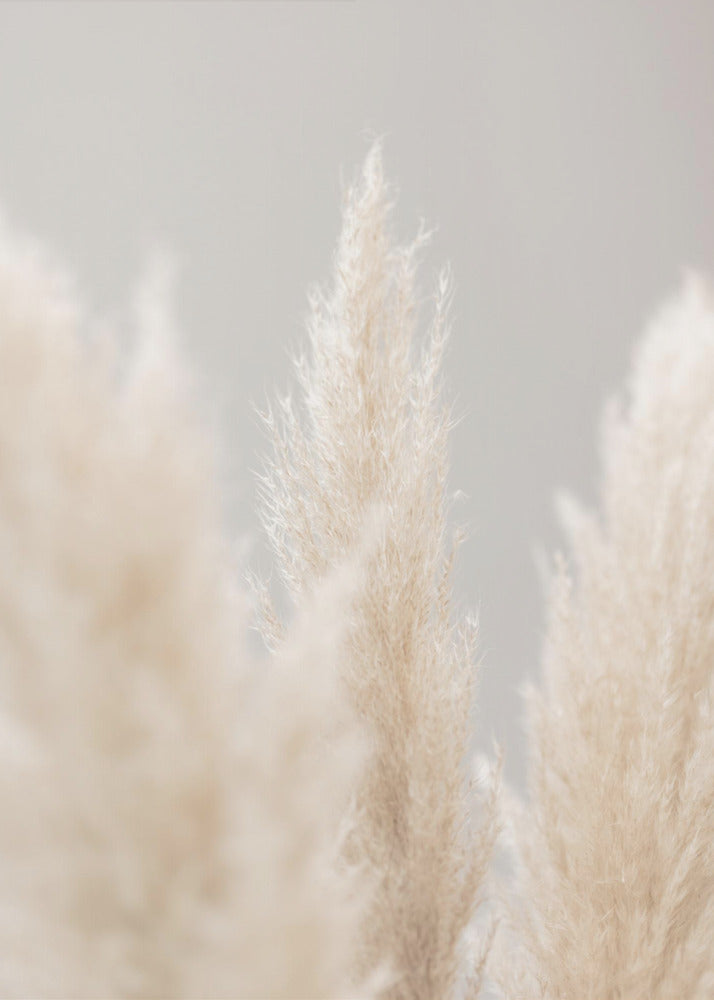 Pampas Grass Grey 04 | Canvas
