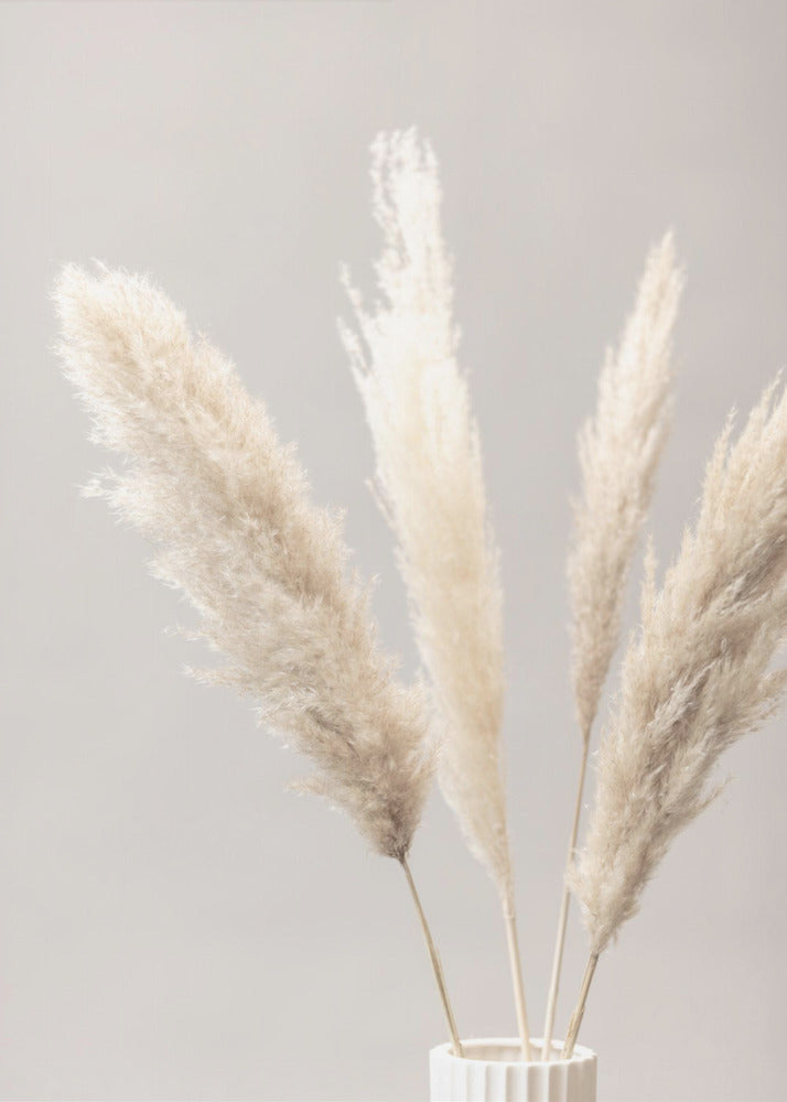 Pampas Grass Grey 05 | Poster