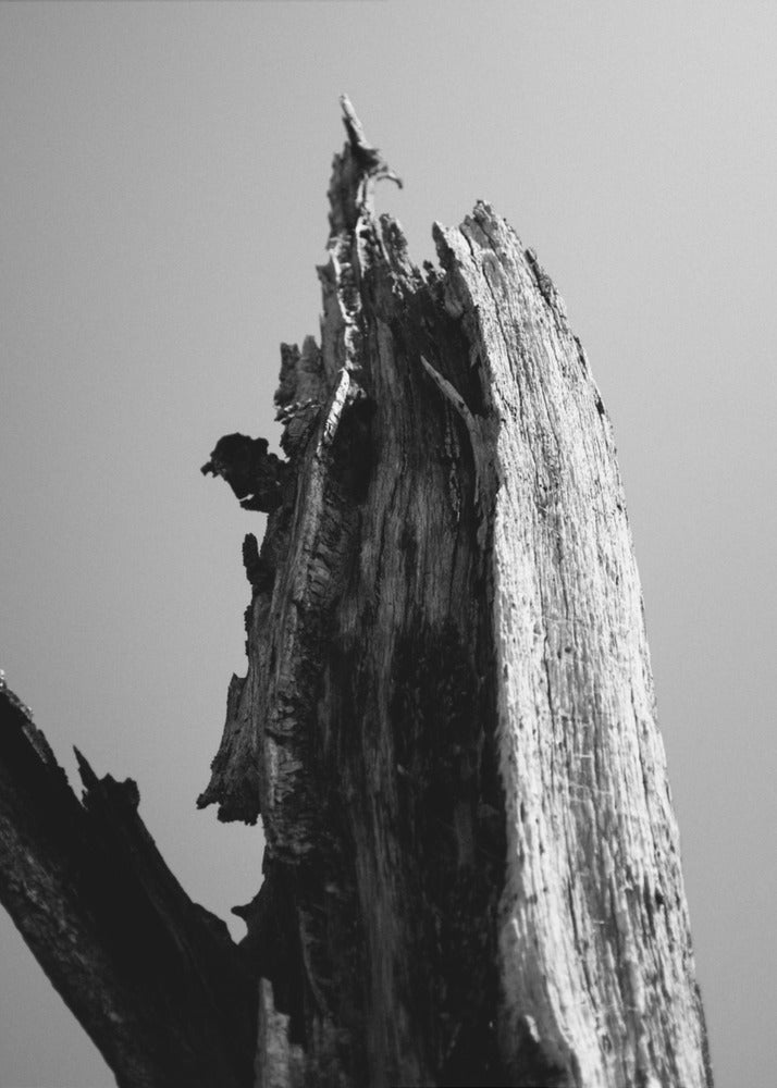 Wetlands 1 | Canvas