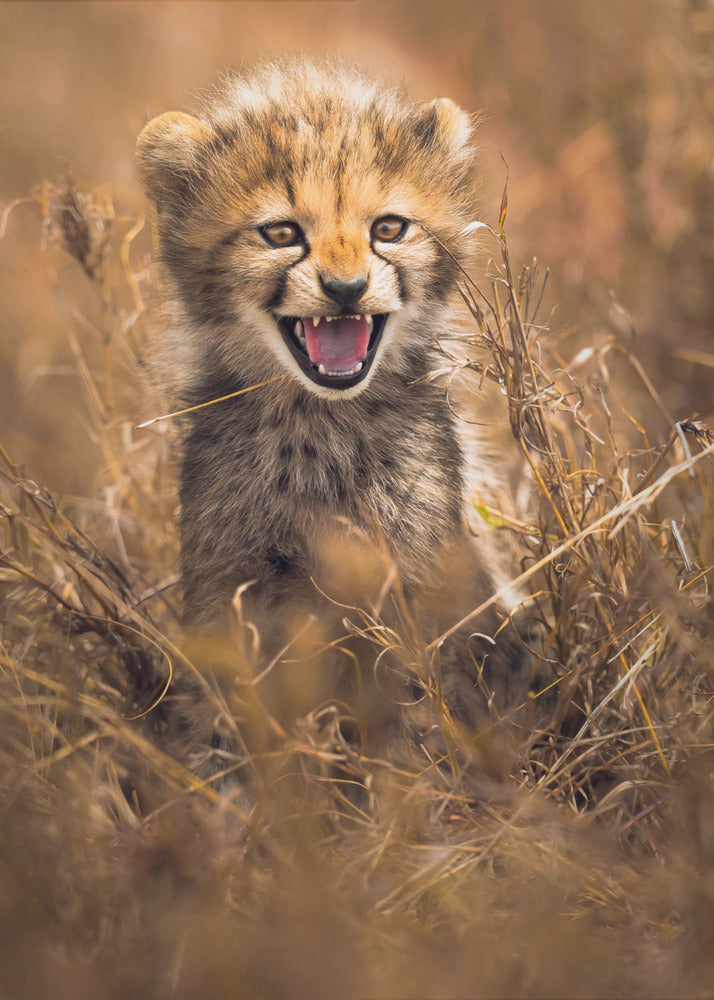 Big Smile | Canvas