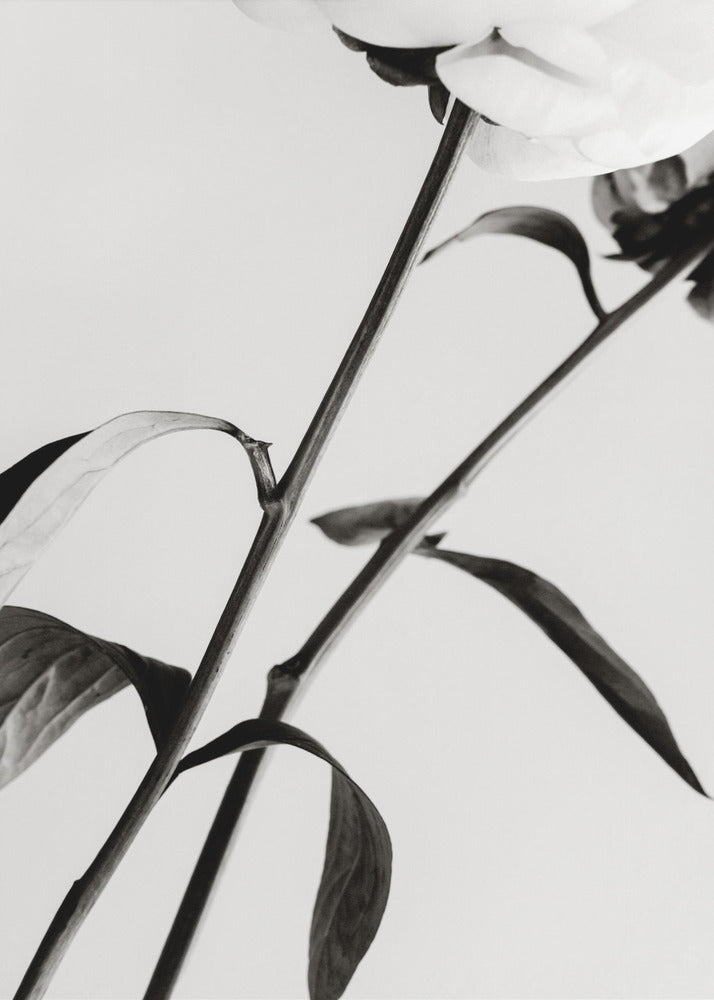 Peony 08 | Poster