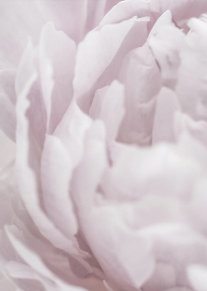Peony 15 | Poster