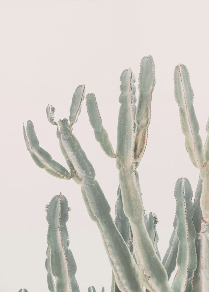 Cactus dell'alba | Stampe su Tela