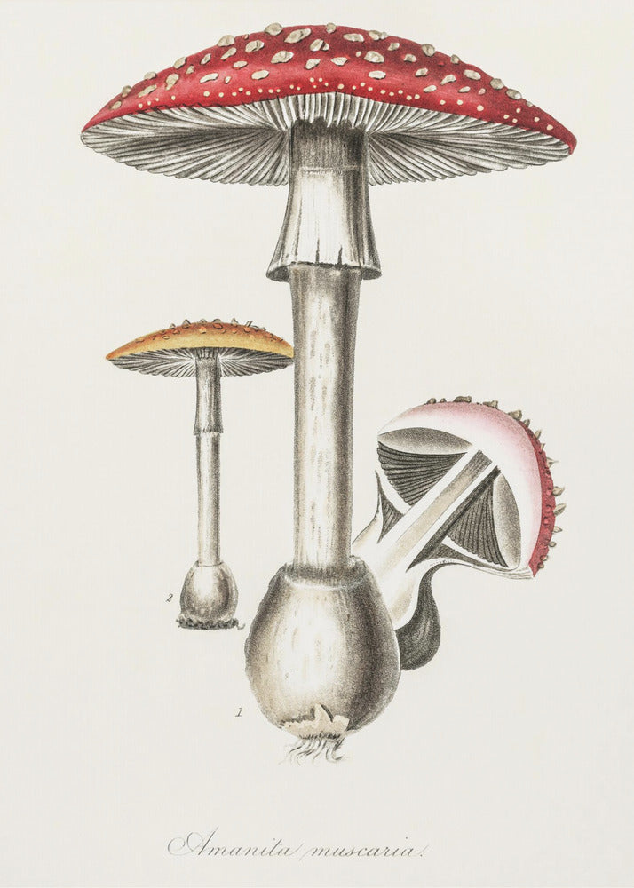 Illustrazione dell'Amanita Muscaria. Botanica medica 1836 | Stampe su Tela
