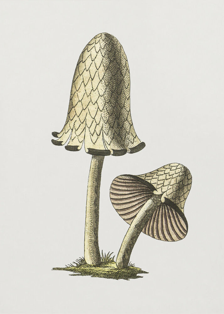 Champignon comestible vintage à capuchon d'encre | Tableaux sur Toile