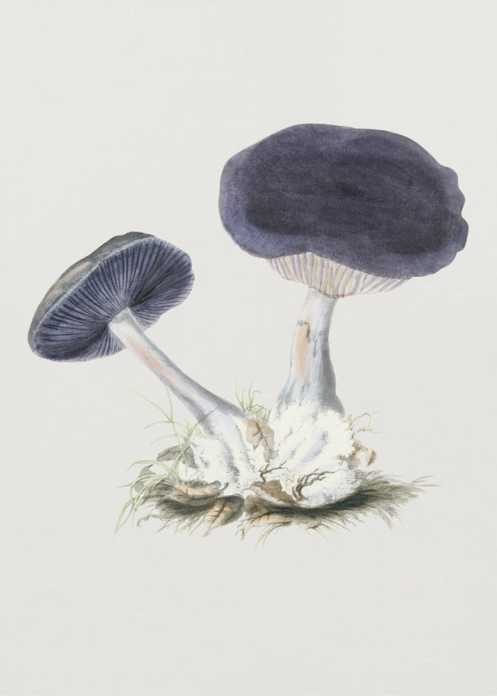 Vintage Violet Webcap-svamp | Lærredsbilleder