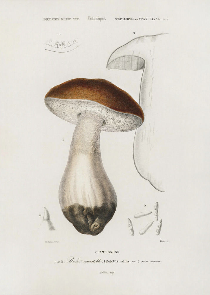 Borowik szlachetny (Boletus Edulis) | Wydruki na łótnie