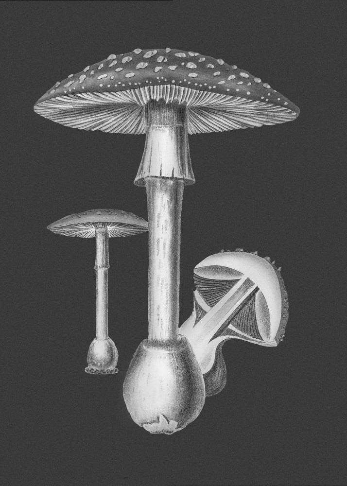 Punakärpässieni (Amanita Muscaria) Tumma tausta mustavalkoinen | Canvastaulut