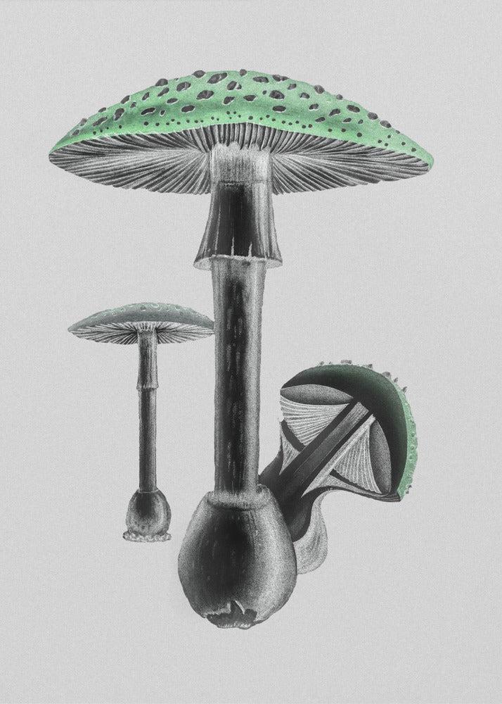 Amanita Muscaria Weißer Hintergrund Grün | Leinwand-Bilder