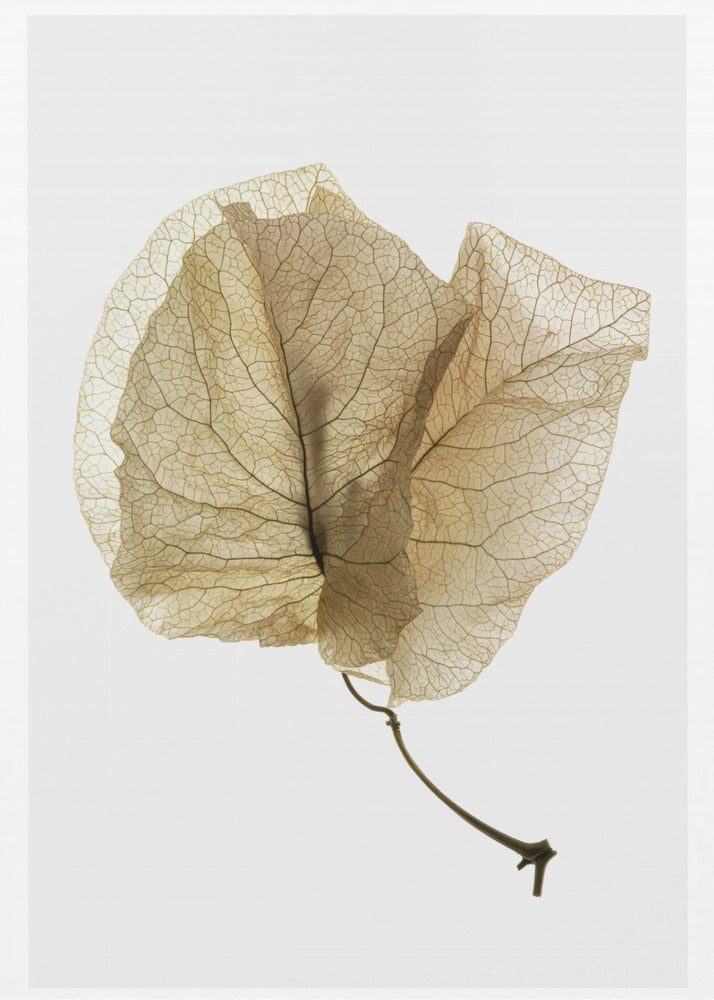 Bougainvillea Studie nr. 3 | Canvasprints
