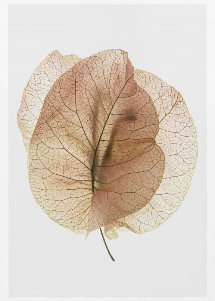 Bougainvillea Studie nr. 7 | Canvasprints