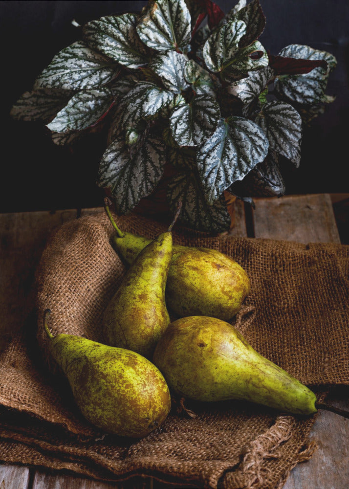 peren | Posters - Kunstdrukken