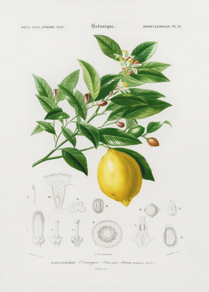 Lemon (citrus Limonium) | Poster