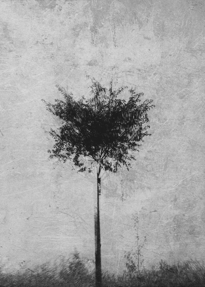 Boom in zwart-wit | Canvasprints