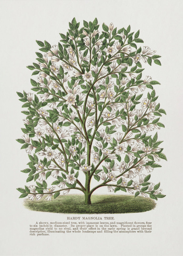 Litografia di un albero di magnolia resistente | Stampe su Tela