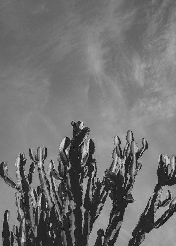 Cielo de cactus monocromático | Impresiones en Lienzo