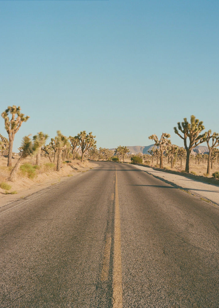 Joshua Tree Road II | Canvasprints