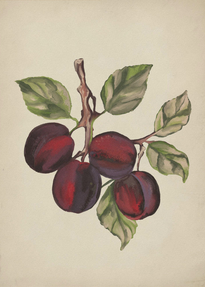 Collezione di frutta d'epoca | Poster - Stampe d’Arte