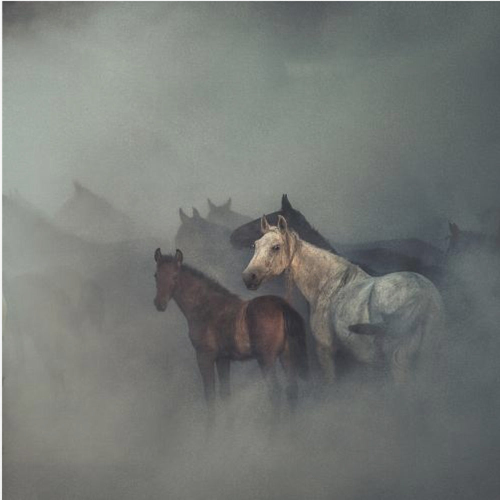 De försvunna hästarna | Canvas