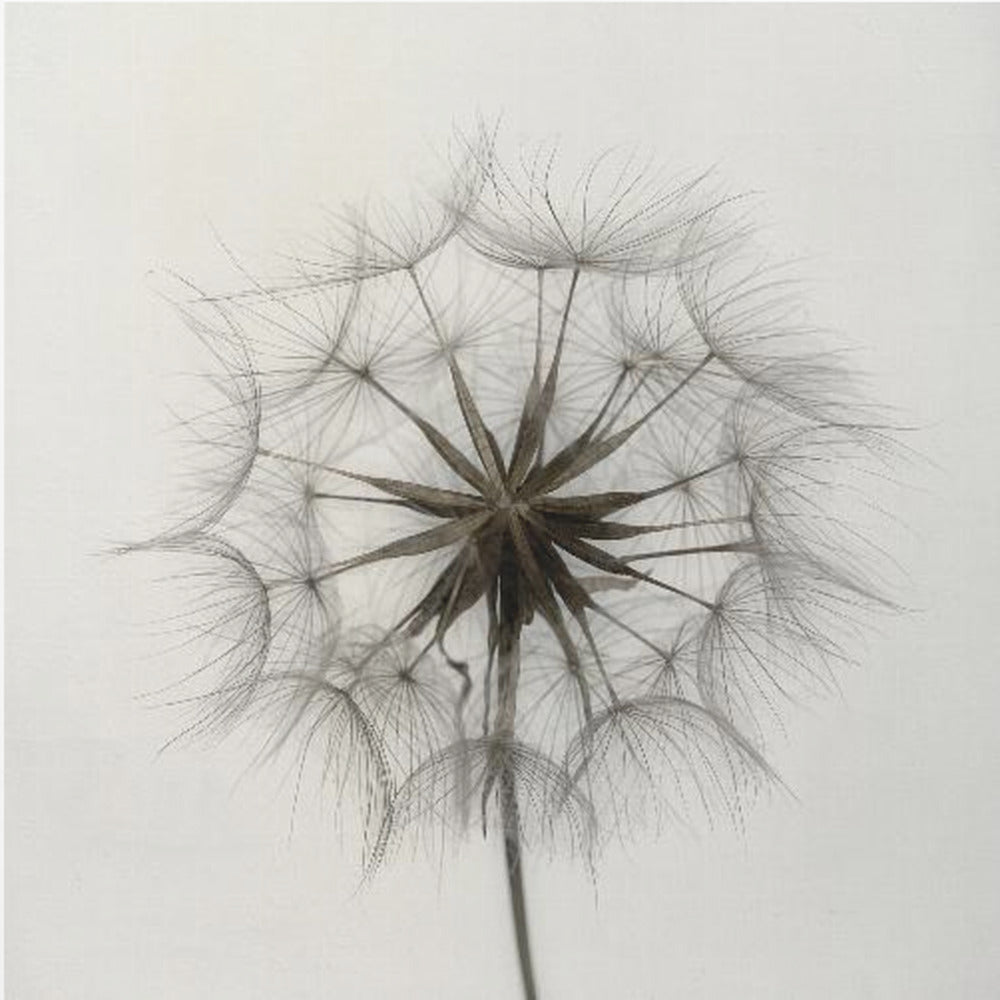Tragopogon | Impresiones en Lienzo