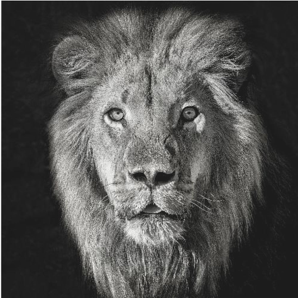 Lion Portrait- Panthera Leo | Canvas