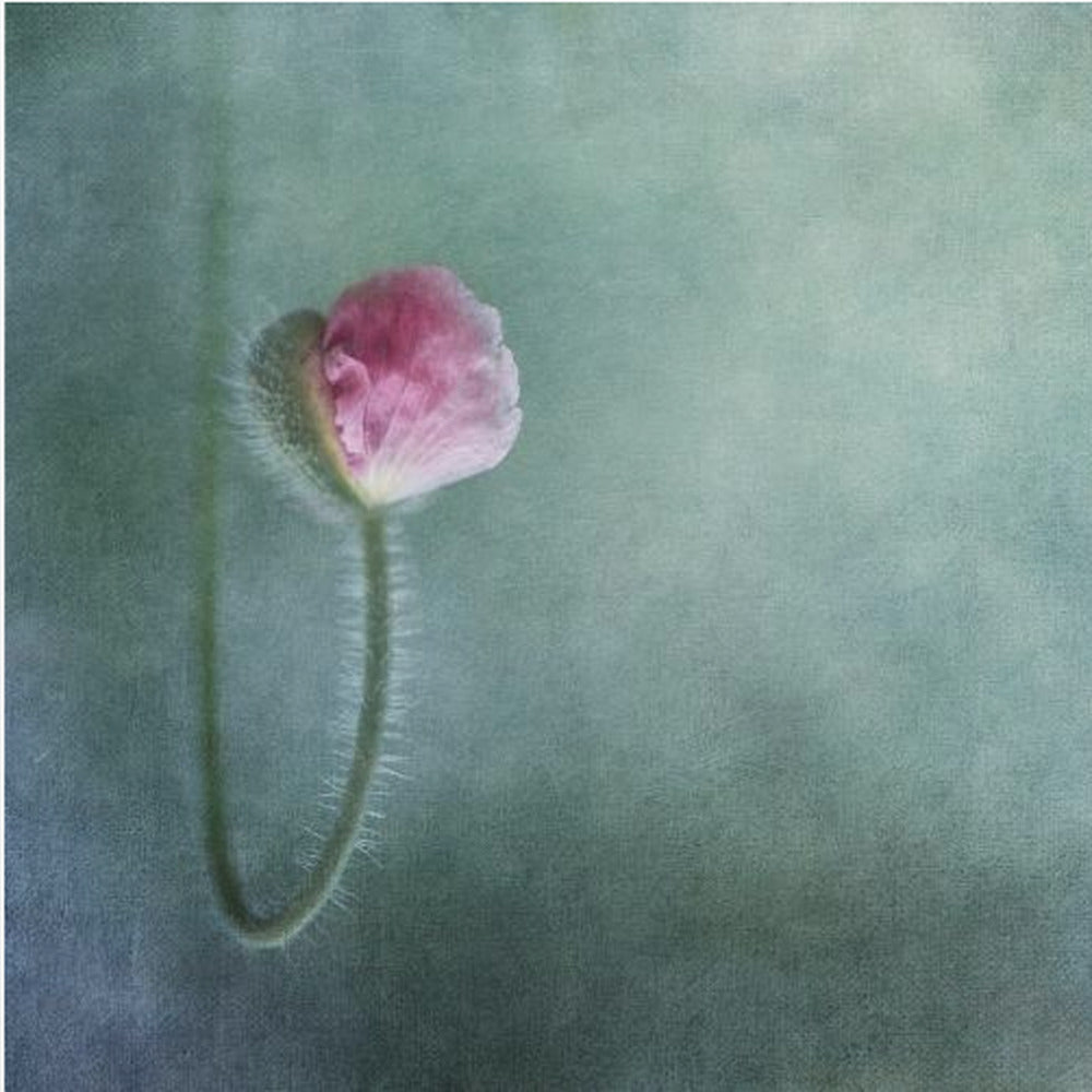 Vertrouwen | Canvasprints
