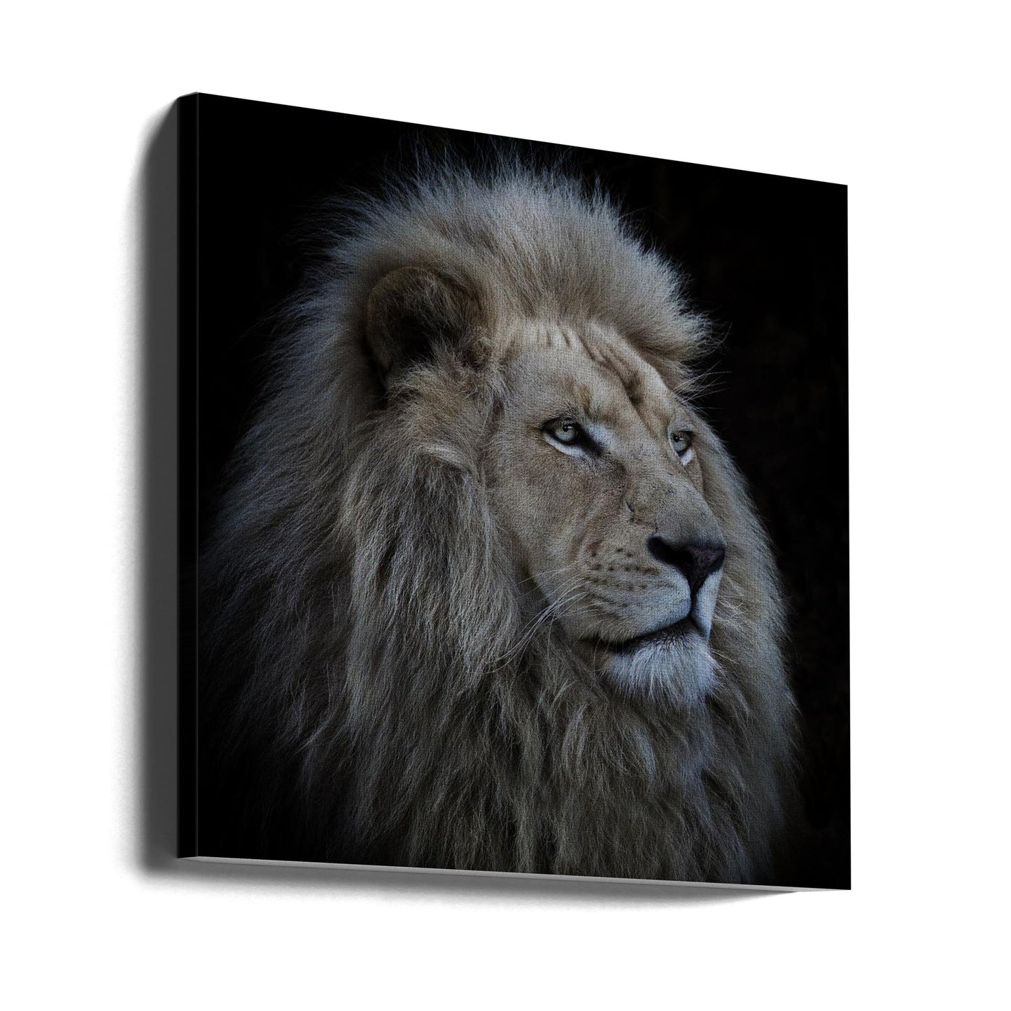 Stolt lejon | Canvas