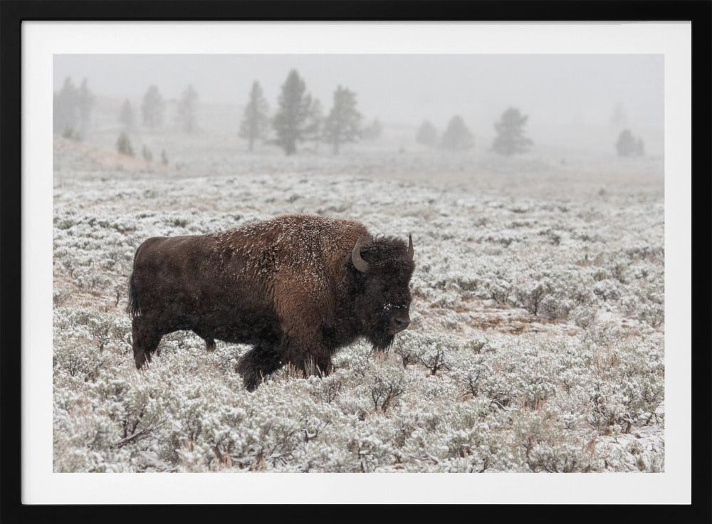 Fin de l'automne à Yellowstone | Posters - Affiche Artistique