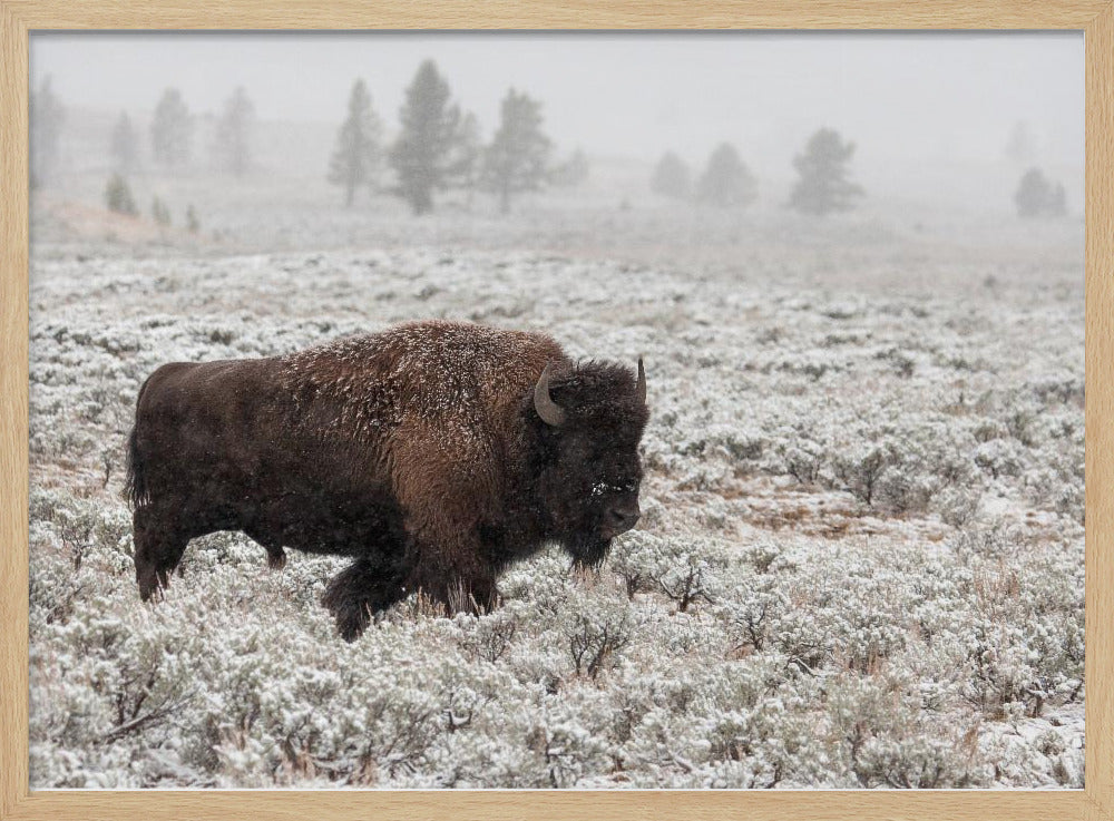 Fin de l'automne à Yellowstone | Posters - Affiche Artistique