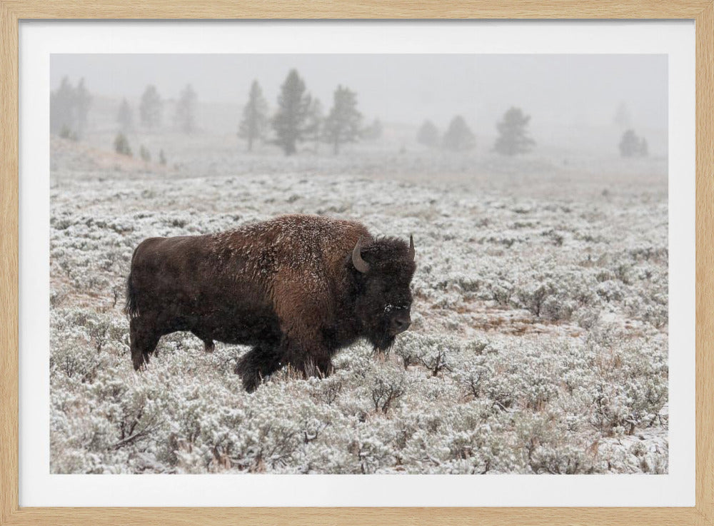 Fin de l'automne à Yellowstone | Posters - Affiche Artistique