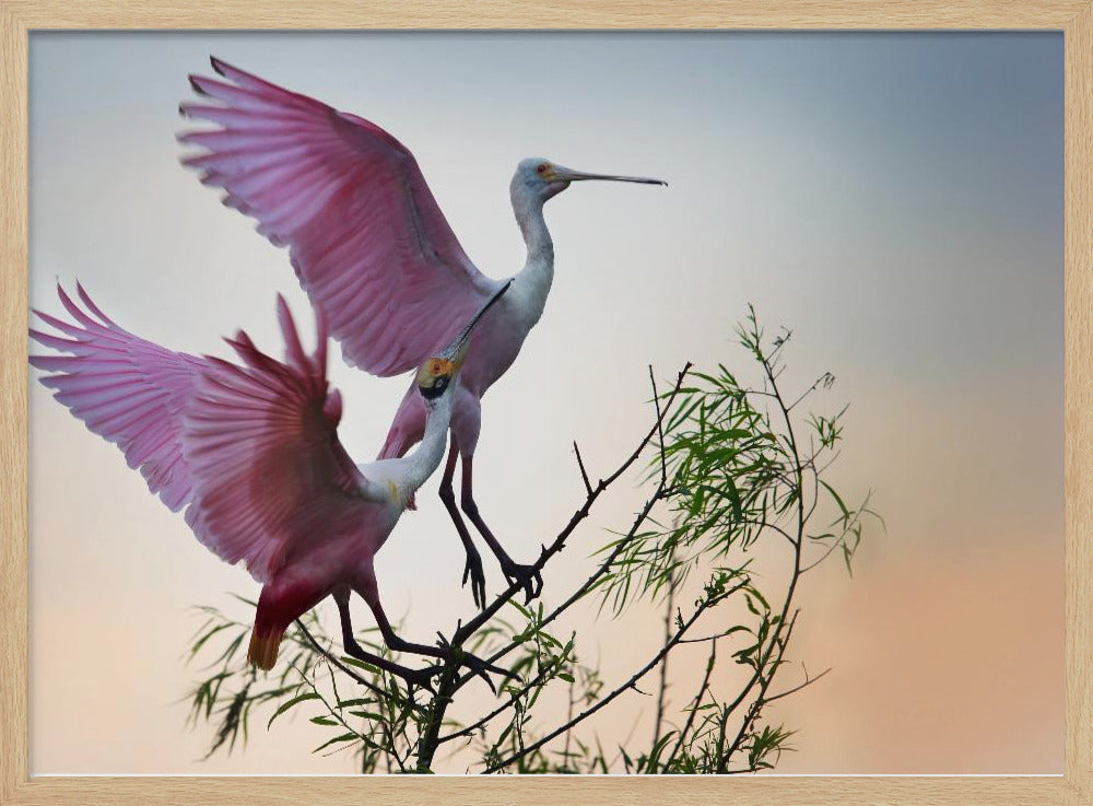 Two Roseate Spoonbills | Poster