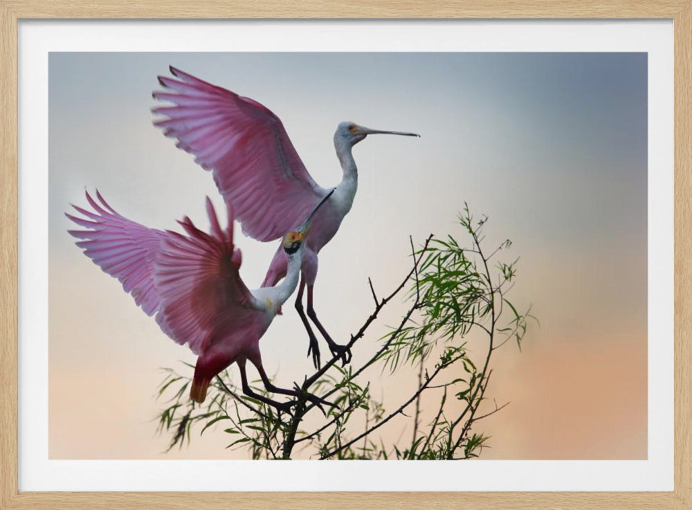 Two Roseate Spoonbills | Poster