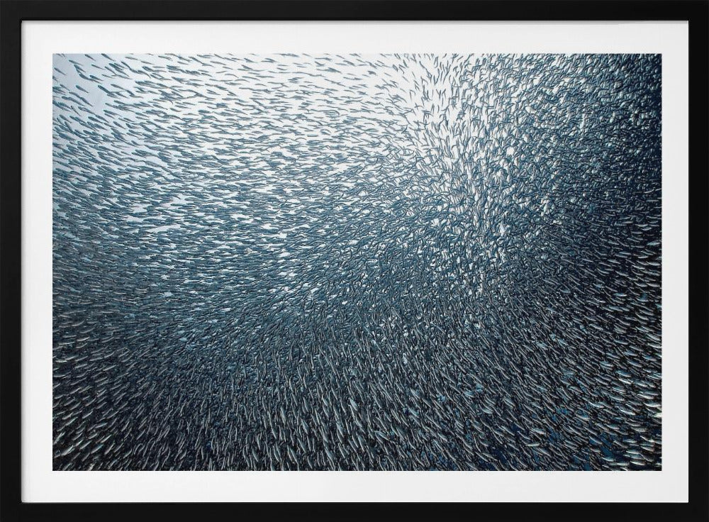 Feu d'artifice de sardines | Posters - Affiche Artistique